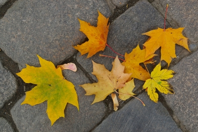 Autumn Leaves
Keywords: Autumn leaves