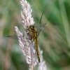 dragonfly2.jpg