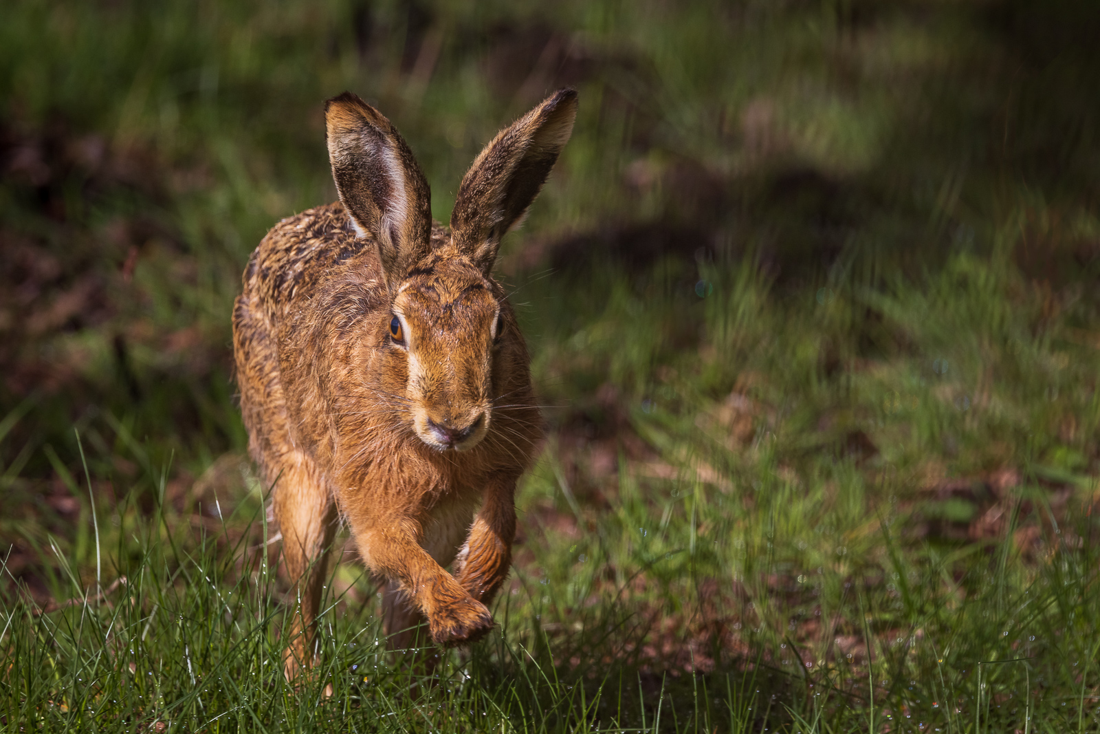 Brown Hare by Graeme Griese