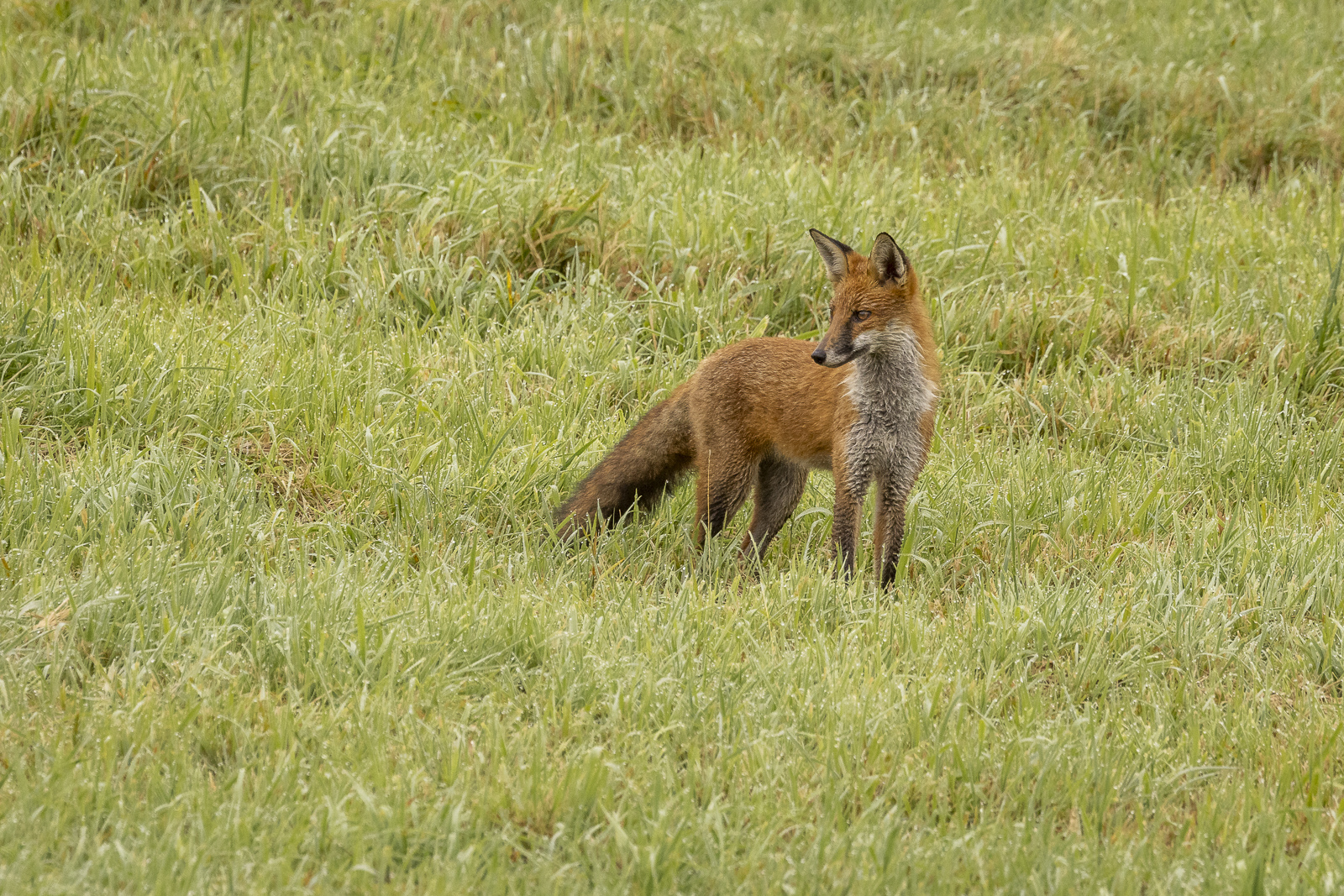 Young Fox by Graeme Griese