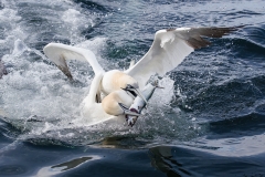 Gannet Tussle by Mark Woodfin