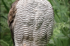 Goshawk Portrait by Alan Belton