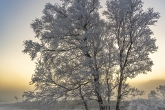 Cold and Frosty Morning by Iain Wood