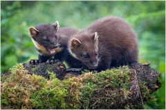 Pine Martins by Lynn Stout