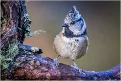 Cairngorm Crested Tit by Lynn Stout