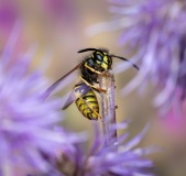 Vespa Vulgaris by Neal Weston