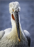 Tones and Textures by Alan Belton