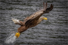 The Catch by Lynn Stout