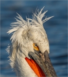 Pelican  by Alan Belton
