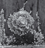 Barnacle Sculpture by Bob Crocker