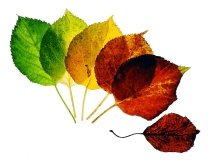 Fall by Mike Stewart