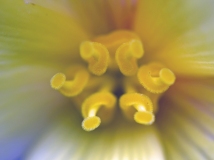 Begonia Stamen by Jane Mair