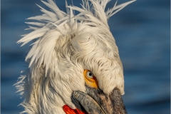 Pelican  by Alan Belton