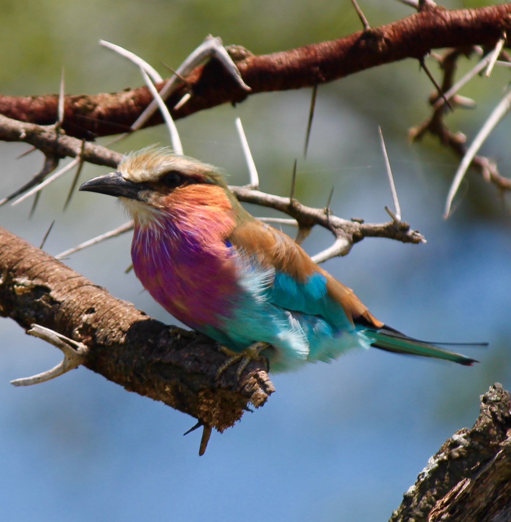 Lilac Breasted Roller Bird by Leslie Elrick