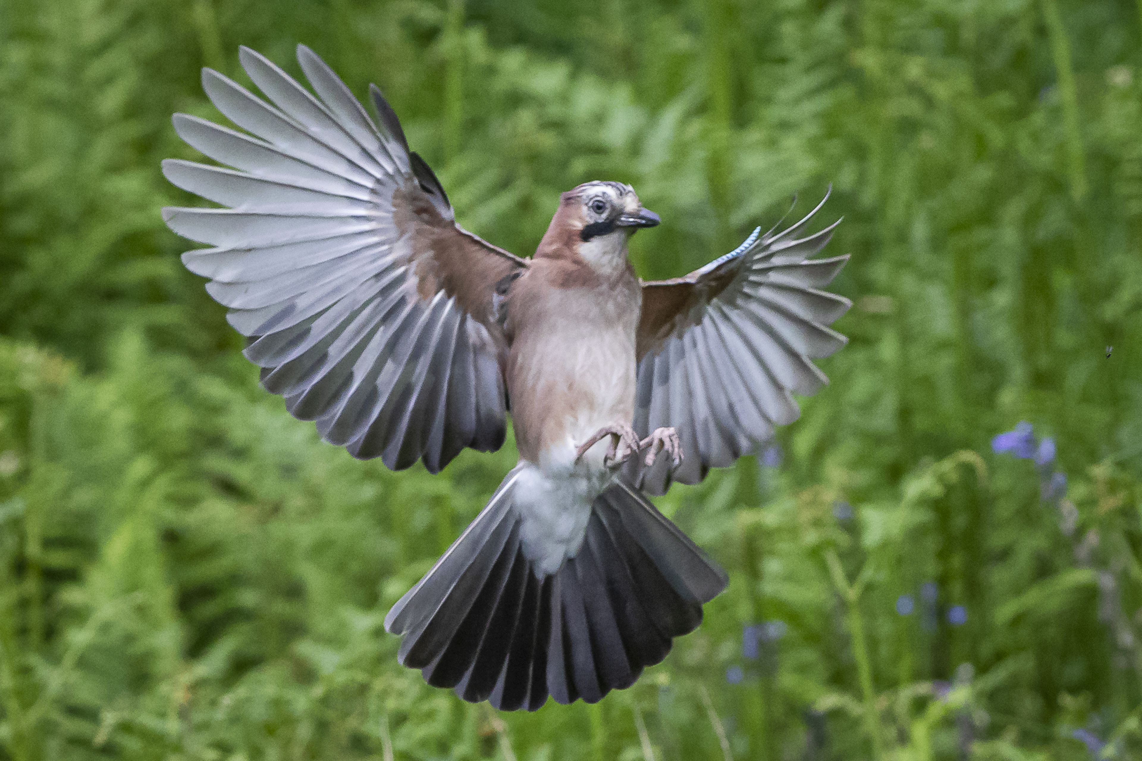 Jay in Flight by Lynn Stout