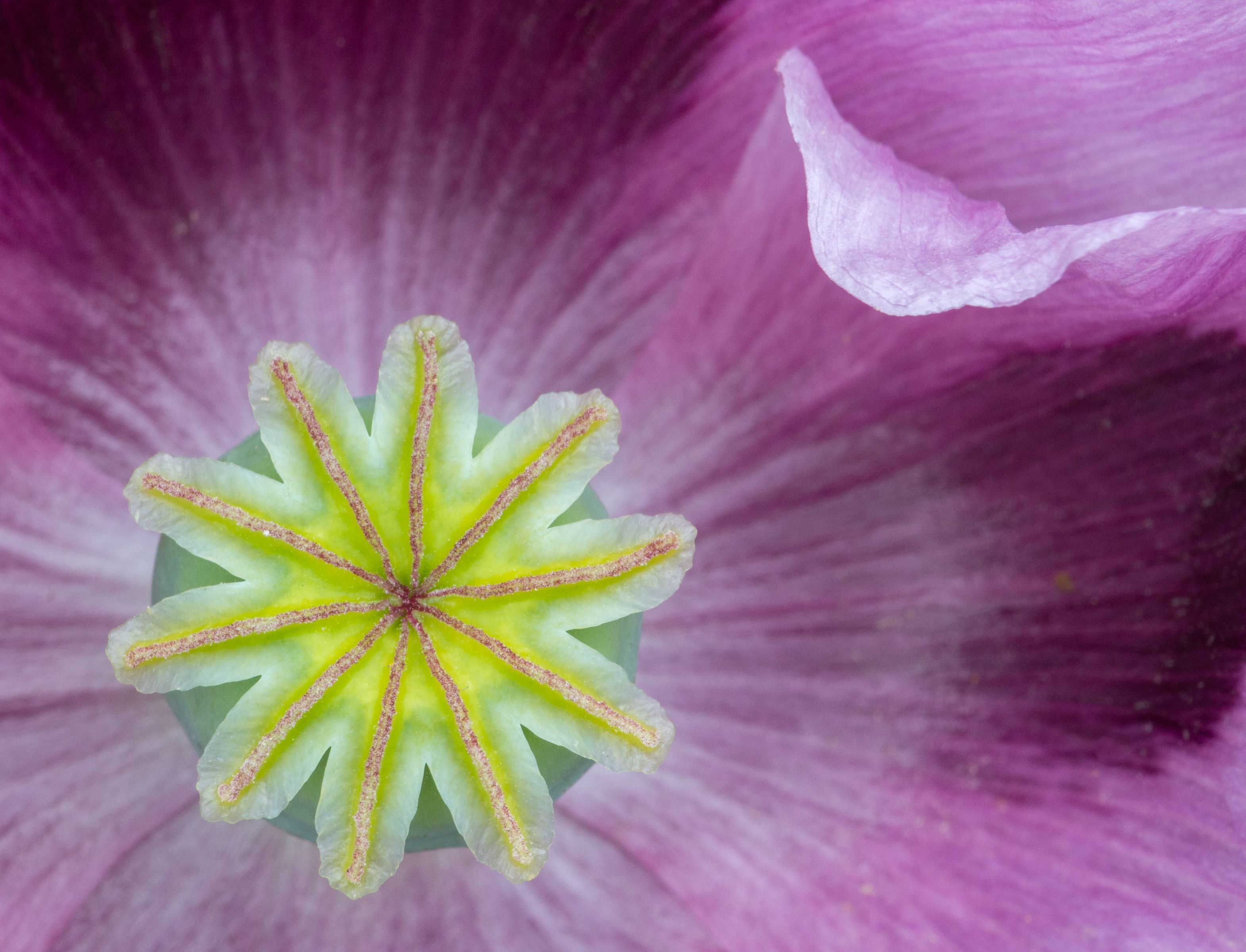 Dusky Poppy by Martin Sim
