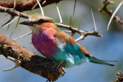Lilac Breasted Roller Bird by Leslie Elrick