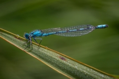 Damselfly by Graeme Griese