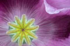 Dusky Poppy by Martin Sim