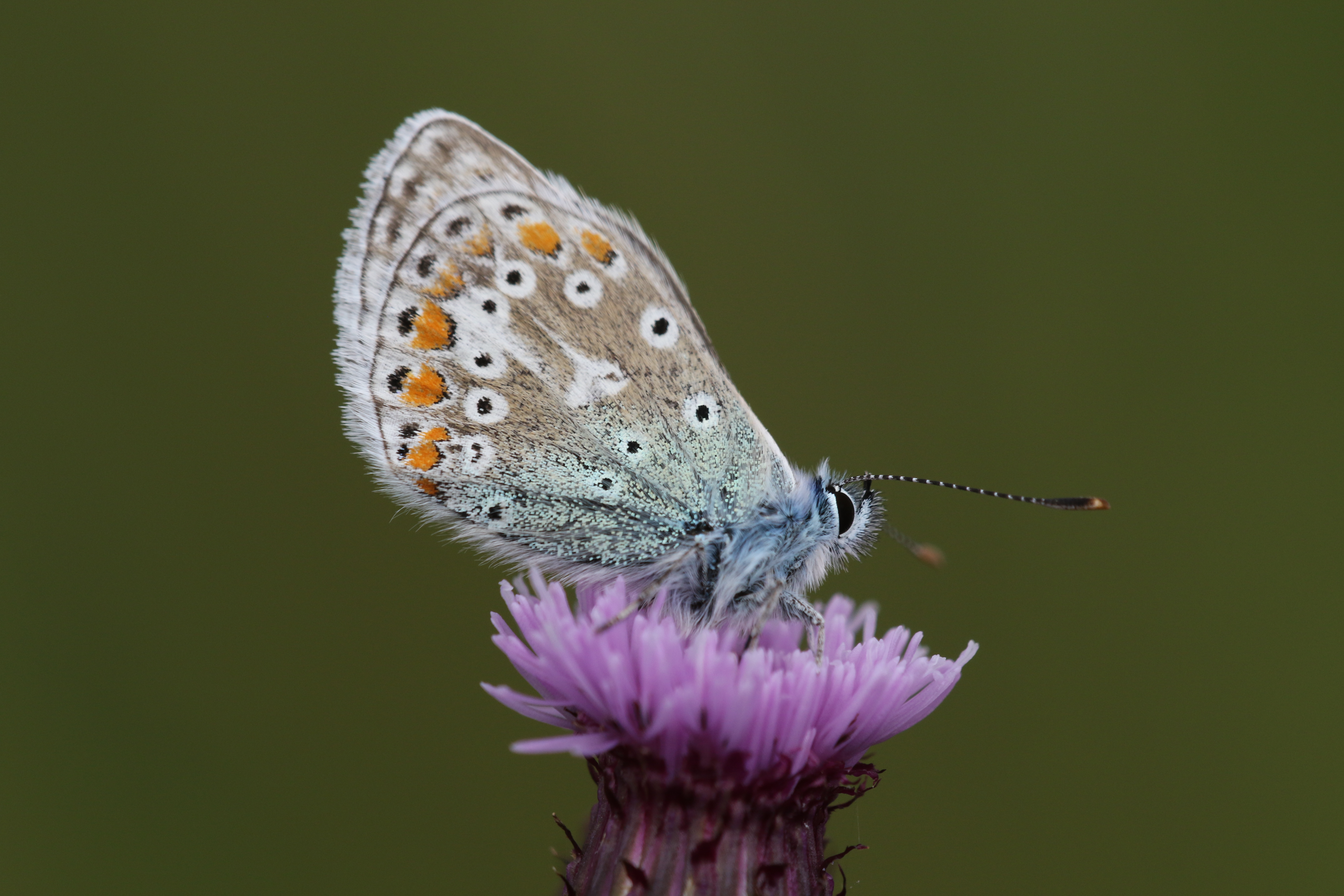2002 Keith Fraser, Common Blue