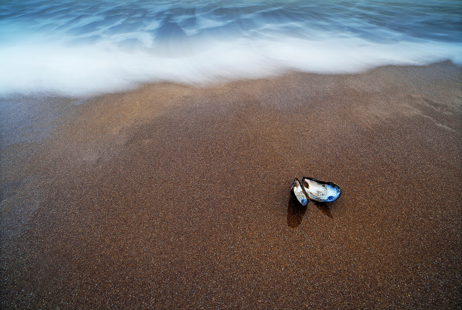 2015 Stewart Caie, Mussel shell