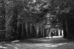 2010 Ping Lin, Through the light