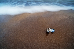 2015 Stewart Caie, Mussel shell